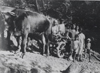 Vanini Gennaro, detto Ur Genarel, con la barozza trainata dai buoi - anno 1940