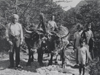 Coppia di buoi aggiogati con famiglia contadina - anno 1940 