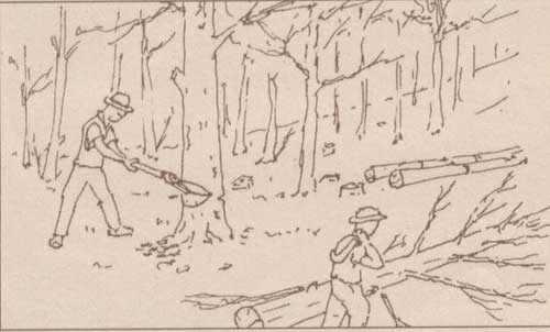 Il taglio del bosco