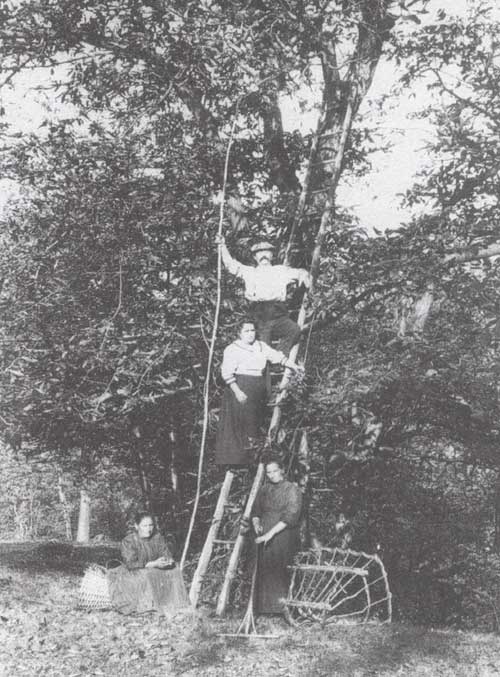 La raccolta delle castagne (1920 ca., Media Valle di Blenio)