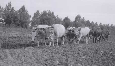 aratura del campo